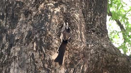 A Southern Yellow-billed Hornbill excavating a nest hole in Jackalberry Tree