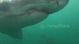 Blink And You'll Miss It! Natures Cruelty Shown As Shark Swims Past With Left Over Seal In Its Mouth