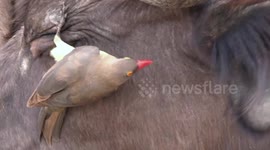 Buffalo bats an annoying bird away with its ear in South Africa