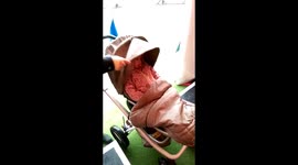 Baby would rather not do today!