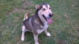 A huskey playing with a baloon