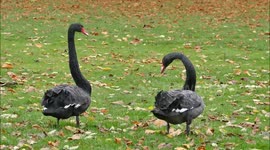 Beautiful black swans in love