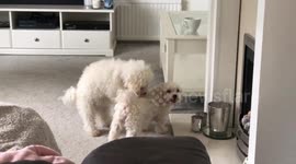 Dog giving a back scratch