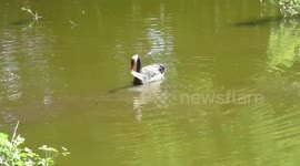 Black Swan with plastic bag in mouth Caldy Abbey Pond