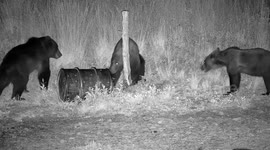 2,5 year sibling bear cubs are standing up playing/fighting