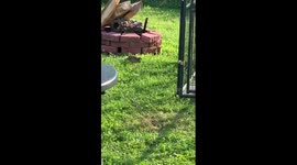 Bird taunts little dogs in cage