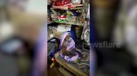 Monkey goes bananas! Cheeky ape mimics woman after snatching her shawl in eastern India