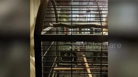 UK parrot repeatedly asks to be 'tickled'