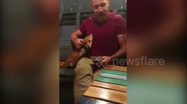 Watch adorable moment friendly fox cosies up to man in pub beer garden and begs to be stroked