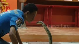 Fearless snake catcher kisses wild king cobra on the lips