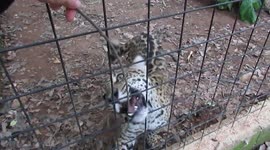 Jaguar cub plays like a house cat