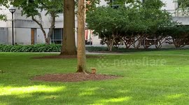 Playful Squirrel