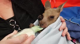 Orphaned kangaroo drinks from bottle like a baby at Australian wildlife centre