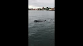 Dolphin juggles with Jellyfish in southern Denmark (Video 1)