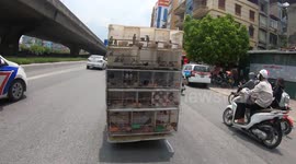 The birds in cages are moved on crowded streets in Vietnam