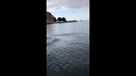 Dolphin Juggling Jellyfish in Denmark (Video 3)