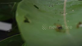 Monarch Caterpillar Larvae into a Pupa Chrysalis