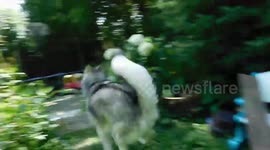 Alaskan Malamute Sojou Pure Happiness