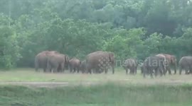 Terrfiying Moment as Elephant are charging Humans in Southern East India