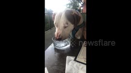 Rescue dog has better manners than most people
