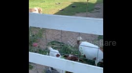 'Annie the Alpaca' attempts to keep all the food to herself