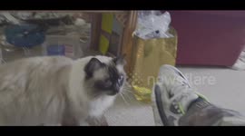 Cat Mitsy prefers feet to fish