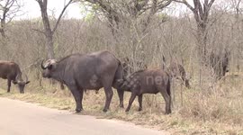 Ouch! Greedy African buffalo headbutts its mother’s udder for milk