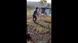 Buddy the Goat Boxing