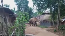 Locals chase away stray elephant that raided their village in broad daylight in eastern India