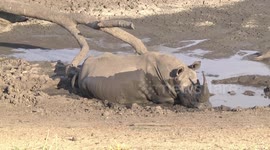 Mud, glorious mud! Huge rhino bathes in South African watering hole