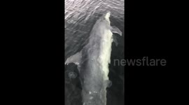 Dolphin juggles with jellyfish in southern Denmark (Full length)