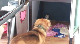 Loyal pet dogs bark at king cobra to stop it from entering their house