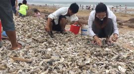 Local citizens collect oysters blown onto beach by typhoon Lekima in China