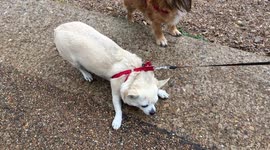 Adorable pups refuse to do as they are told