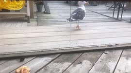 Confused seagull tries to eat pizza through glass at bar in Sweden
