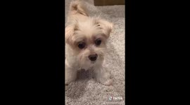 Dog gets faked out on high five and looks super upset