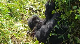 Mountain gorilla mother and baby