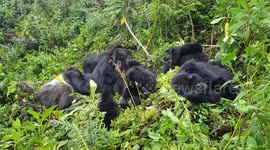 This family of wild mountain gorillas is too cute