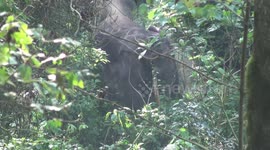 Peaceful encounter with an African Forest Elephant with HUGE tusks!