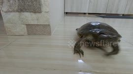 Turtle walking on tiles in house