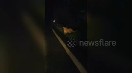 Wild Siberian tiger spotted walking across road at night in China's Yanbian