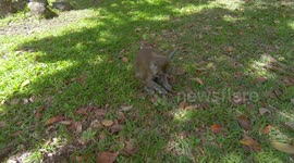 Wild monkey eating grass in nature