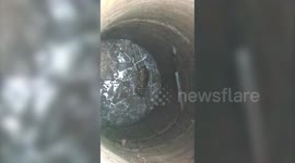 Tiger pulled out of deep well after locals alert forest officials of the animal's presence inside facility