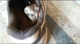Indian man finds baby cobra curled up inside his shoe