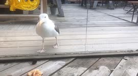 Confused seagull tries to eat pizza through glass