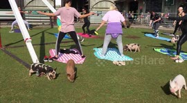 UK farm offers pilates classes surrounded by pigs