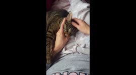 Cat enjoying head massage