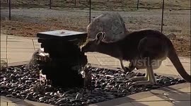 wild kangaroo with joey drinks from backyard water feature