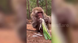 Macaque enjoys snacking on some spring onions in southern China