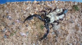 Rare sight of deadly scorpion carrying dozens of babies on its back in India